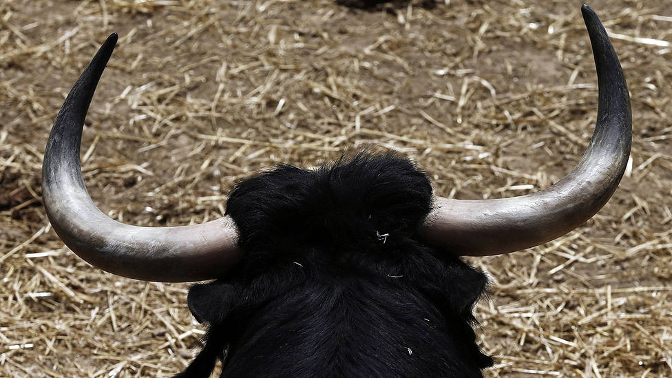 La feria de Carcassonne apuesta un año más por el novillo de ganaderías toristas como eje de sus carteles