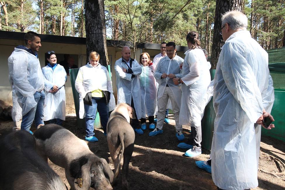 El conselleiro de Medio Rural, José González, visita una explotación de porcino en Friol