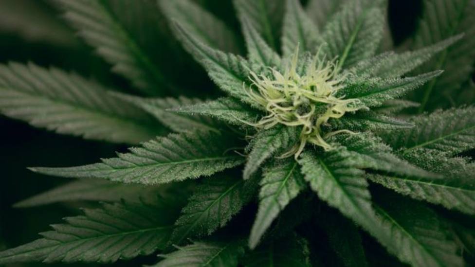 Un grupo de investigadores sugiere que el consumo de cannabis ayuda a reducir el dolor crónico