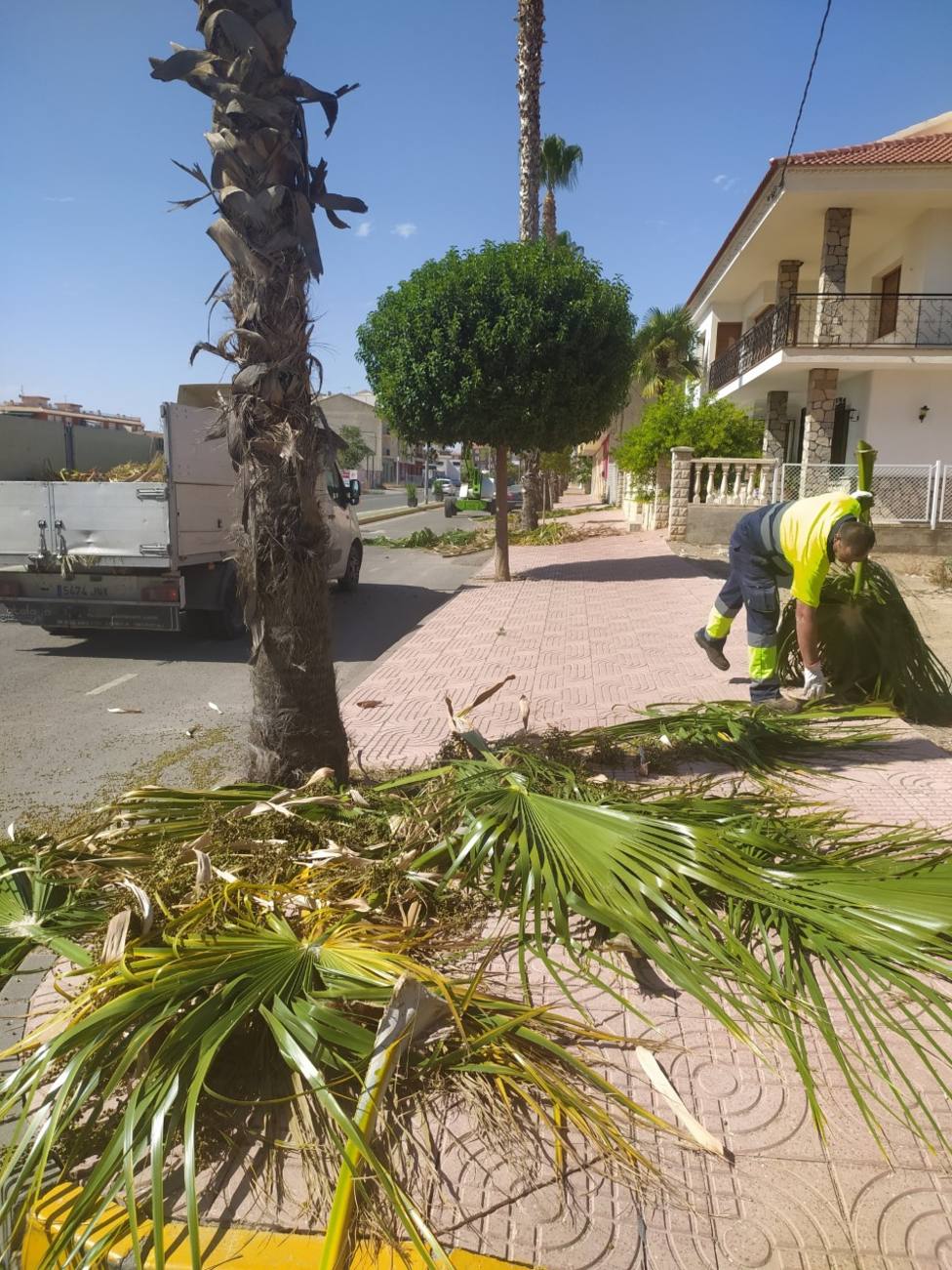 El Ayuntamiento lleva a cabo labores de tala y fumigación en las palmeras del municipio