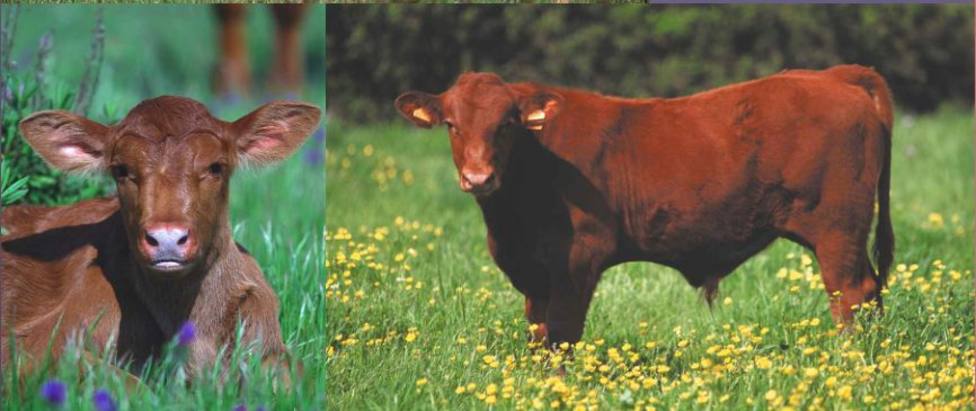 Crece el interés por la carne de vaca roja menorquina, según los ganaderos