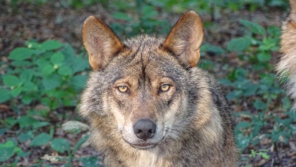 Varias Comunidades acudirán a los tribunales si el Gobierno aprueba la protección especial del lobo ibérico