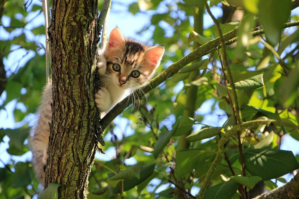 Gatito callejero subido a la rama de un árbol
