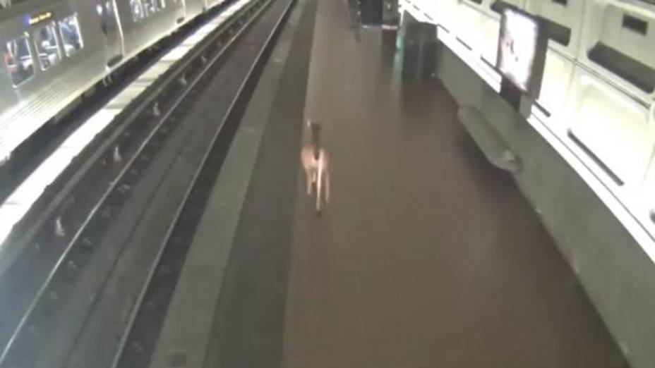 Impresionantes imágenes de un ciervo correteando por los andenes y vías del Metro