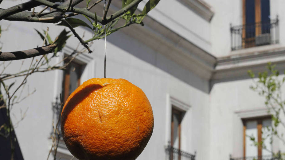 Chile adorna con alambres sus naranjas para recibir a Sánchez y disimular la pobreza
