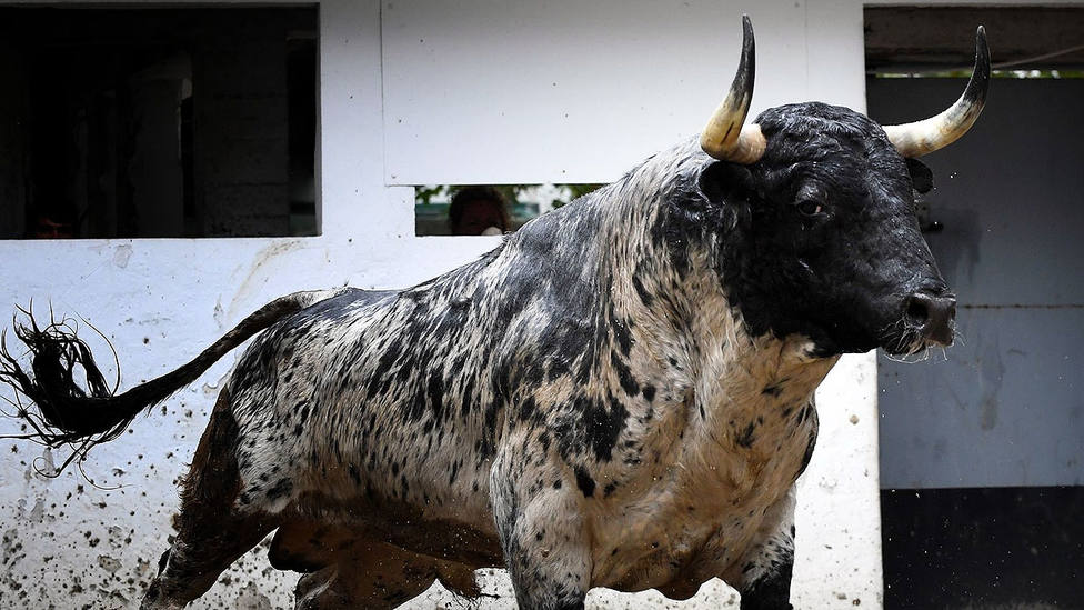 Ruiseñor, el toro de Victoriano del Río premiado por el Club Cocherito de Bilbao