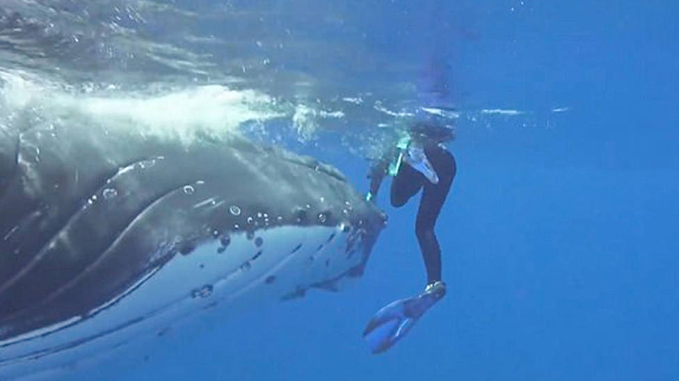 El milagro de una ballena que salvó a una bióloga de ser devorada por un tiburón tigre