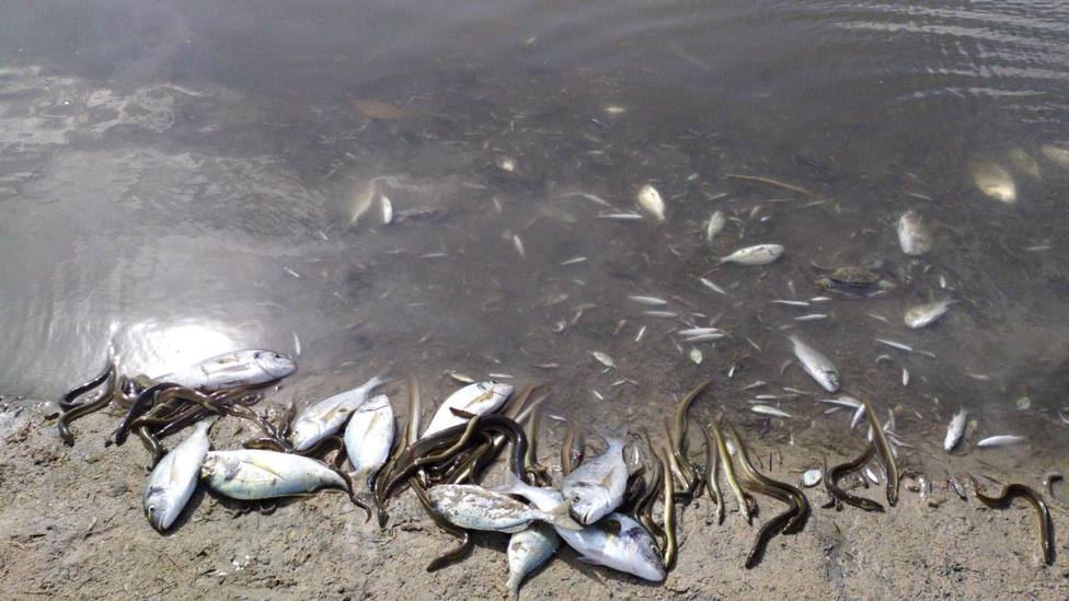 La falta de oxigeno provoca la muerte de miles de peces en las orillas del Mar Menor