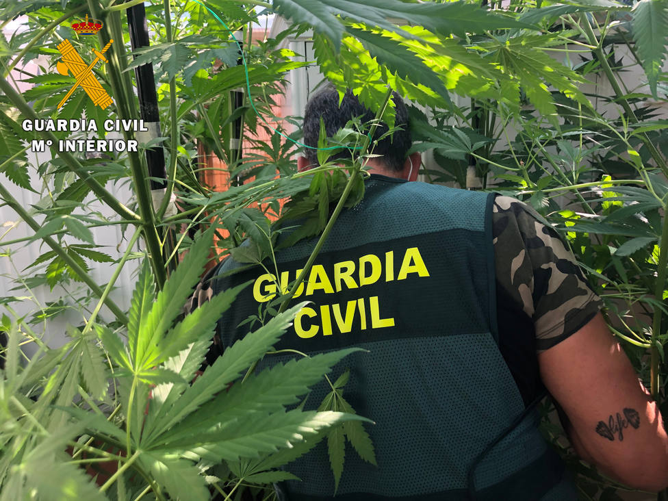 Guardia Civil, Marihuana Ávila