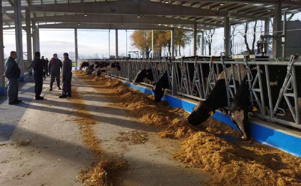 Algunas vacas de la Granxa Experimental de Leite llegan a producir 80 litros al día