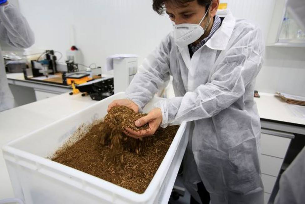 UCAM y Entomo AgroIndustrial impulsan el uso de insectos como bioconversores de residuos orgánicos