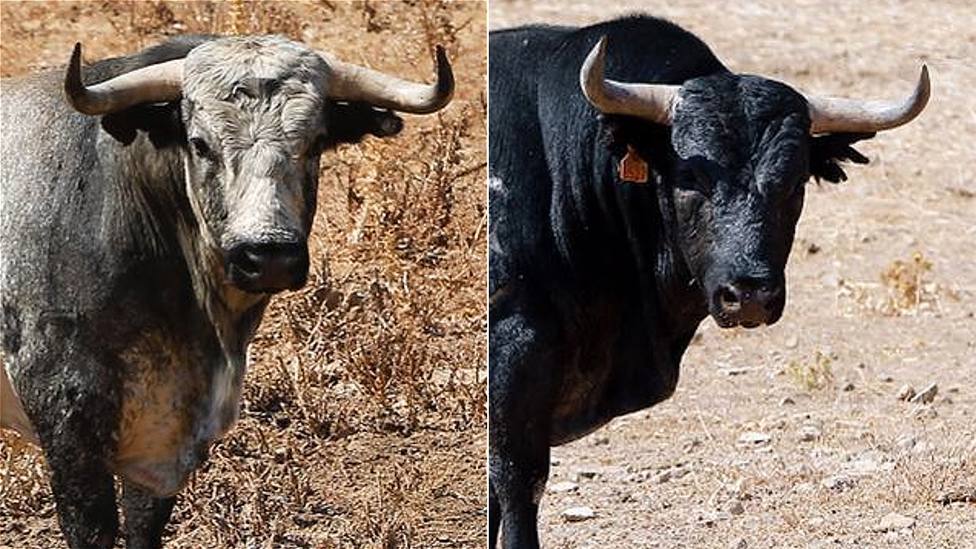 Dos de los toros de Ana Romero y Pallarés reseñados para ser lidiados este jueves en Illescas