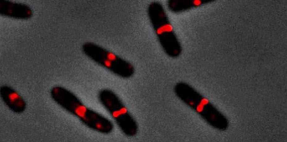 Un estudio del CSIC revela un mecanismo de la E. coli que puede frenar las bacterias multiresistentes