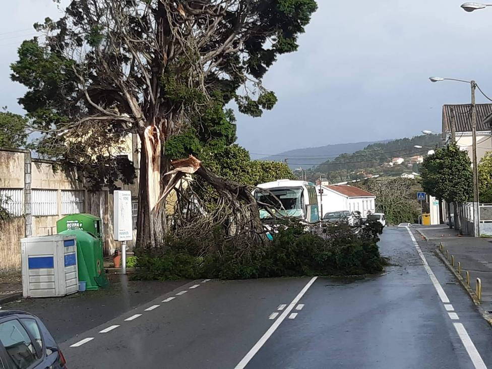 Una gran rama cortó un carril en la AC-133, en Maniños, Fene - FOTO: Tráfico Ferrolterra