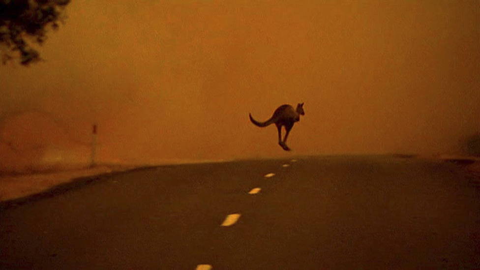 Las terribles imágenes de los animales afectados por los incendios en Australia