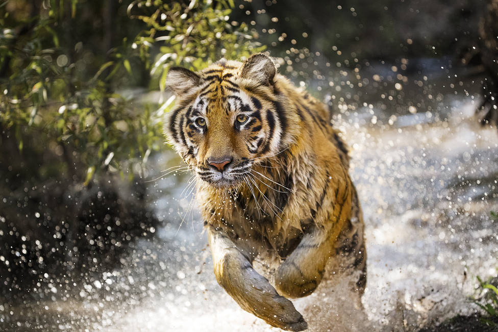 El tigre se consideraba un animal sagrado