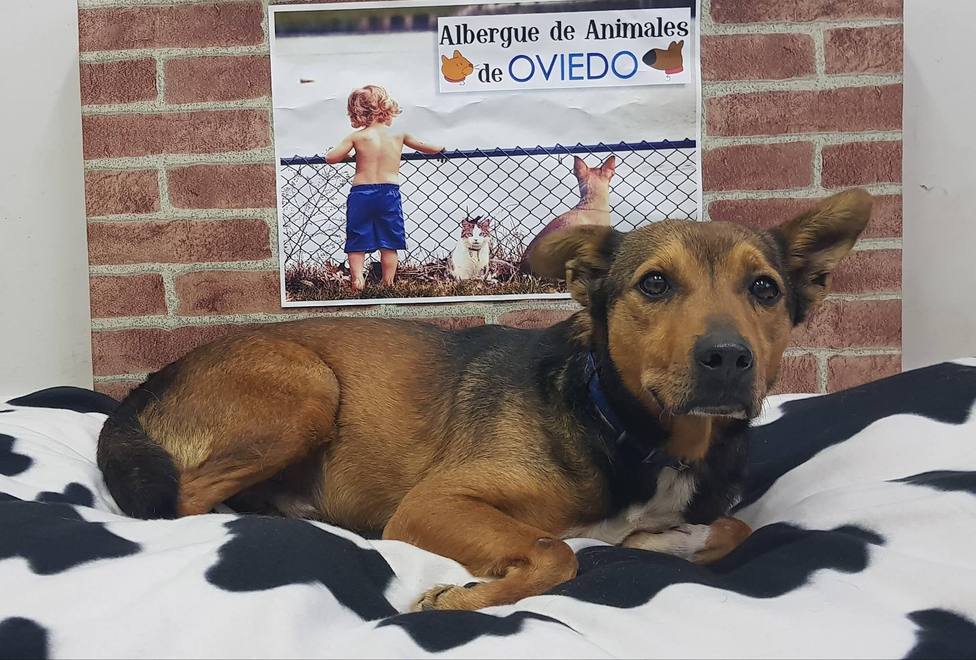 La Bolgachina pide que personas con perro acojan a las mascotas de los infectados