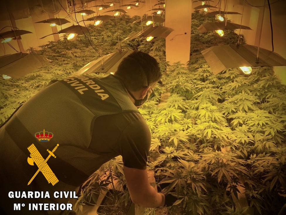 Detenido en Roquetas de Mar por utilizar una vivienda alquilada para cultivar marihuana