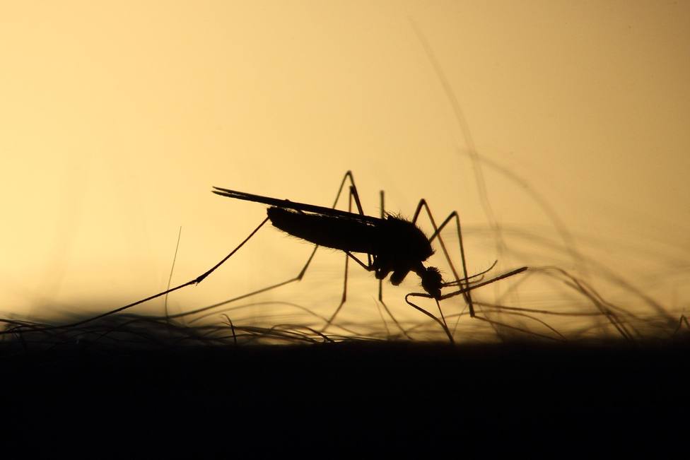 Distintas plagas de mosquitos se extienden por la provincia de Córdoba