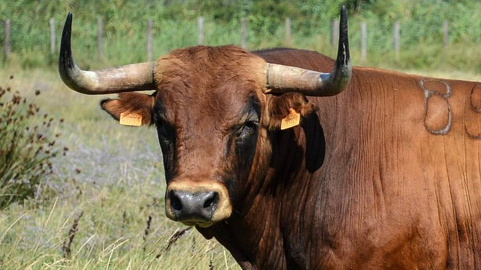 Uno de los toros de Yonnet reseñados para la Feria del Arroz de Arles
