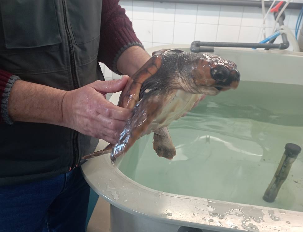 O Instituto Galego de Formación en Acuicultura acolle á tartaruga Nemiña para a súa recuperación