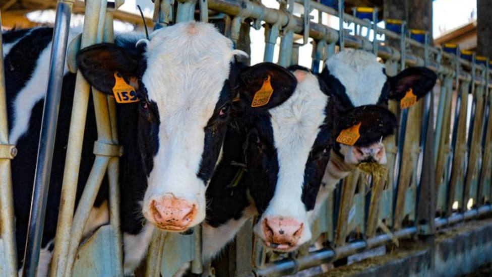 Nueva subida del precio de la leche de vaca con caída de la producción