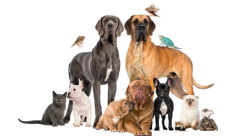 Cómo repercute la ley de bienestar animal a las mascotas de tu casa