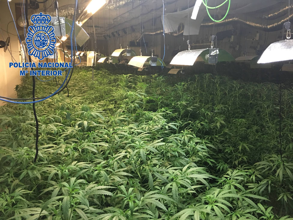 Plantas de marihuana incautadas por la Policía Nacional