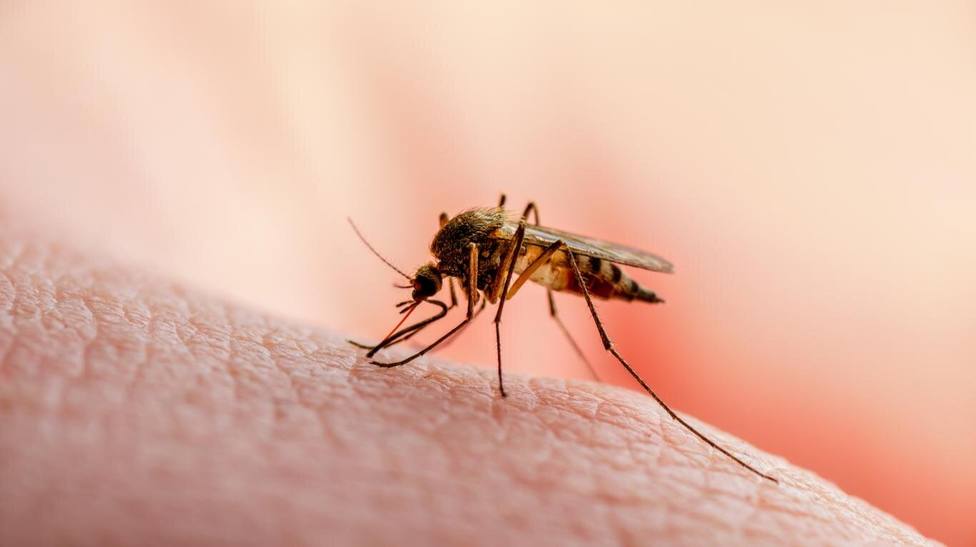 Con el buen tiempo llegan los mosquitos y otra preocupación más: ¿Transmiten con su picadura el coronavirus?