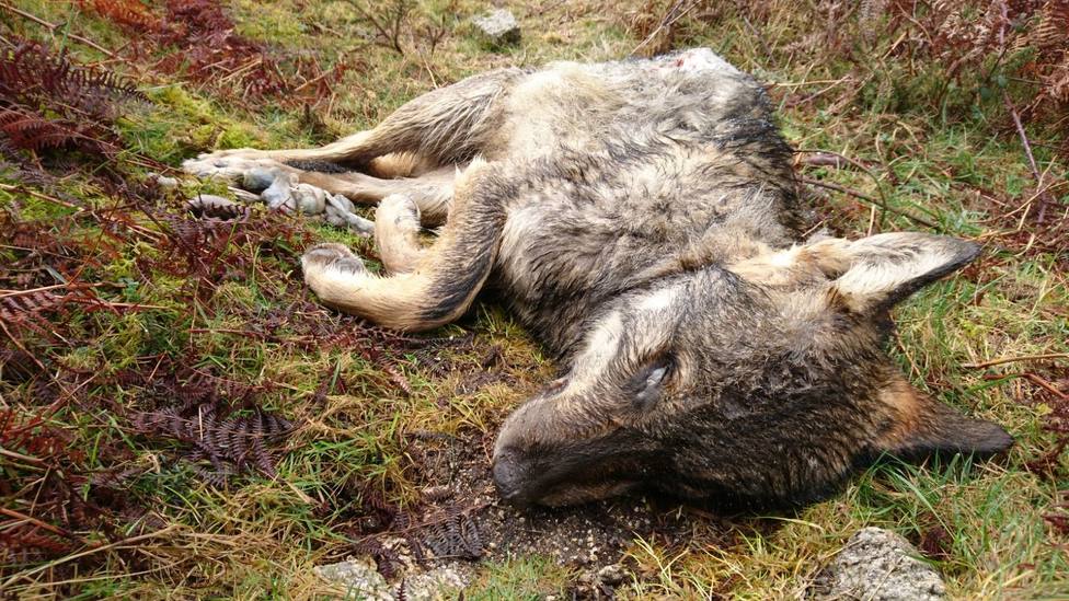 Unidas Podemos pide explicaciones en el Congreso por una batida de lobos en Xove