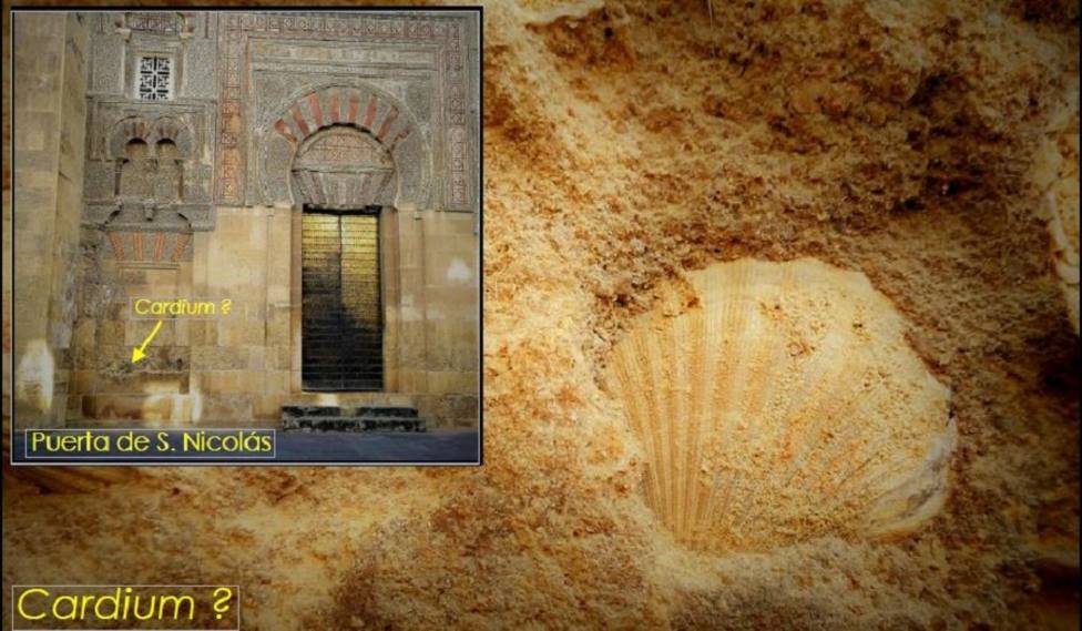 Los inesperados hallazgos en la Mezquita Catedral de Córdoba de hace al menos 10 millones de años