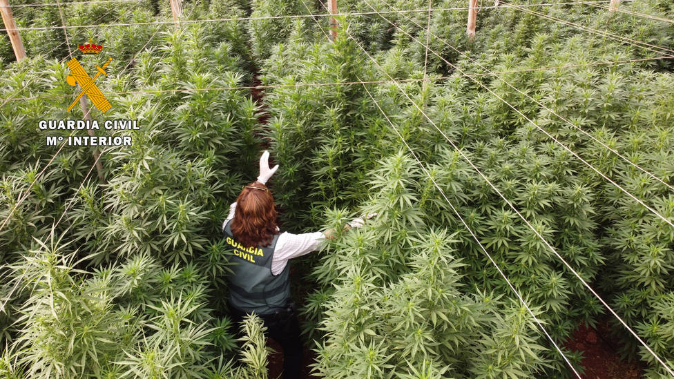 La Guardia Civil de Almería interviene 125.000 plantas de “cannabis” en ocho plantaciones de cáñamo