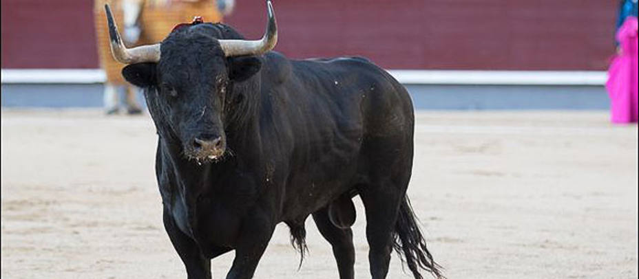 Lanafrío, el toro de Antonio Bañuelos durante su lidia el pasado 21 de agosto. LAS-VENTAS.COM