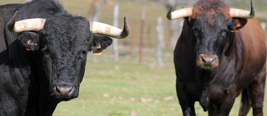 Dos de los toros de la camada de este año de la ganadería de Adelaida Rodríguez. S.N.