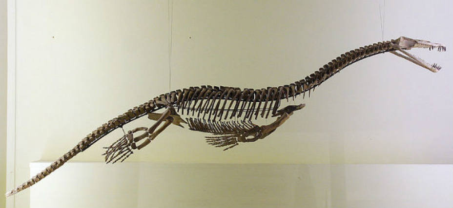 Esqueleto de Nothosaurio. Foto Wikimedia Commons