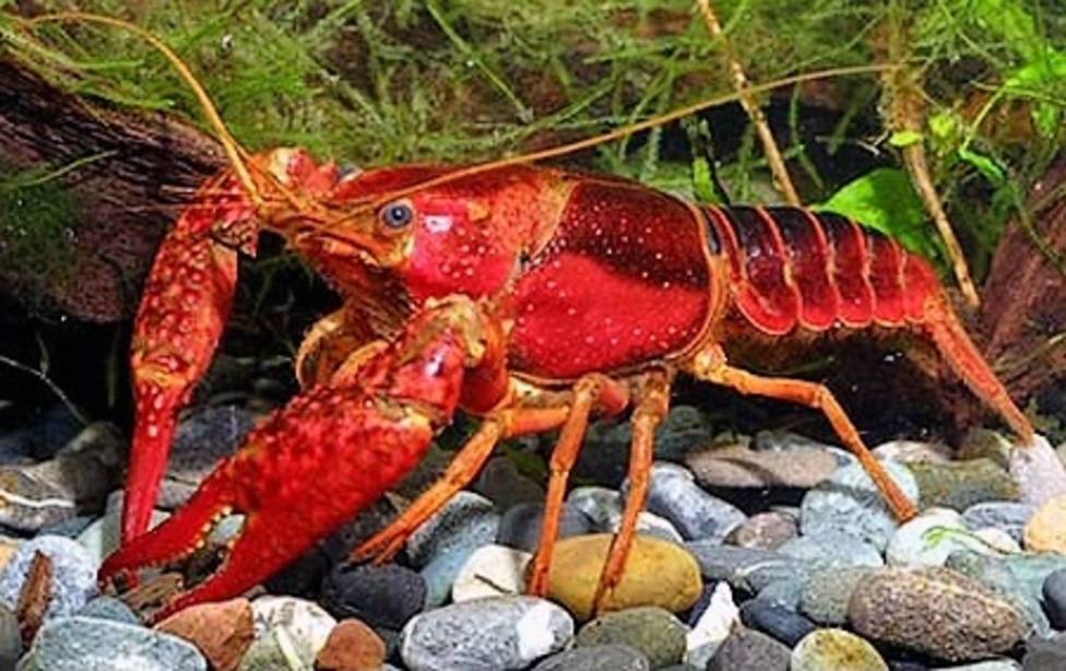 La Justicia europea confirma que el cangrejo rojo de río es una especie exótica invasora