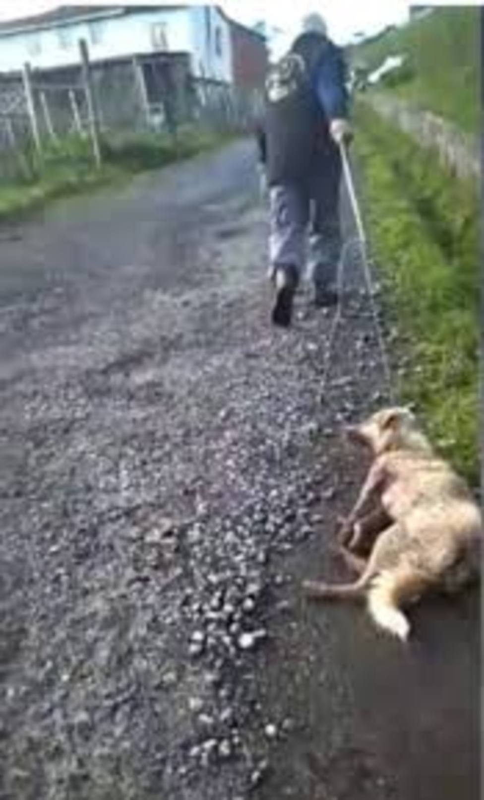 Muere la perra supuestamente tiroteada y apelada por su dueño en Chantada