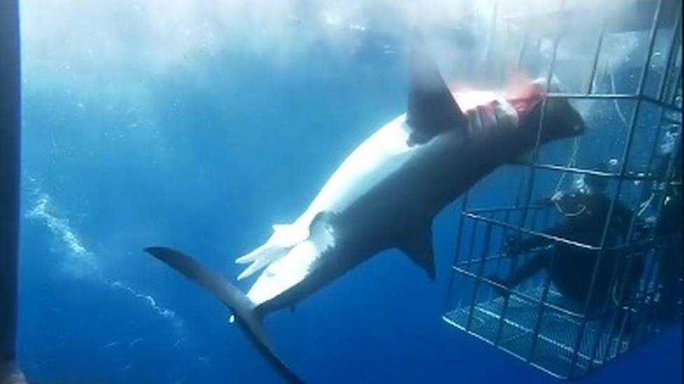 Muere un tiburón blanco al quedarse atrapado en una jaula de observación para turistas