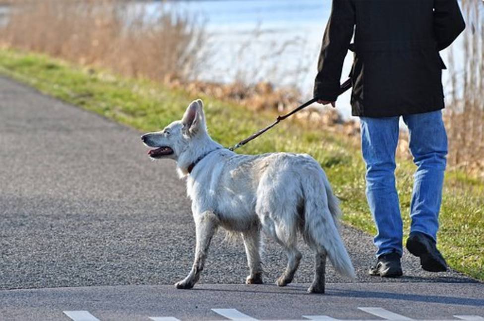 La imagen del esperpento: un varón se disfraza de perro en Toledo para saltarse el confinamiento