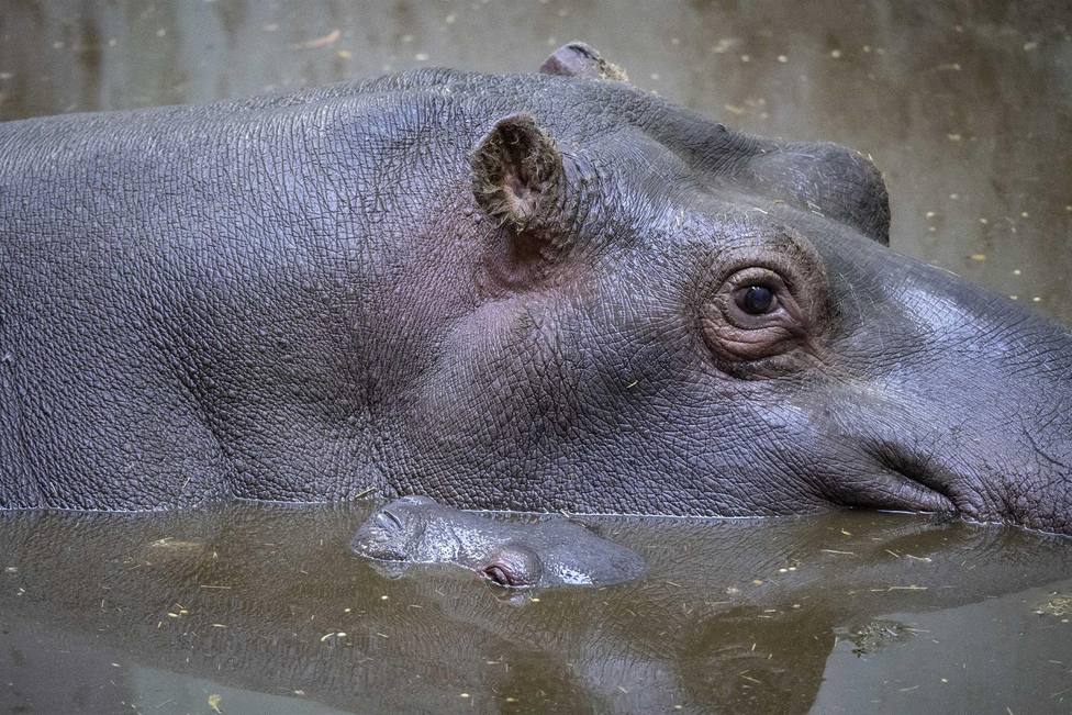 La hipopótama y su cría nacida en el Bioparc Valencia