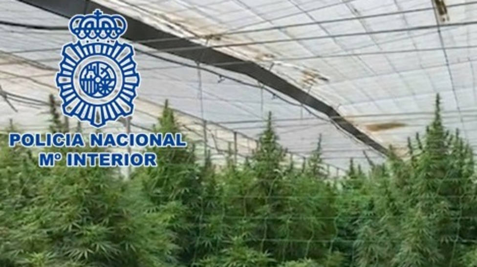19 detenidos, 15 invernaderos y más de 31.000 plantas de cannabis en una operación antidroga en Motril