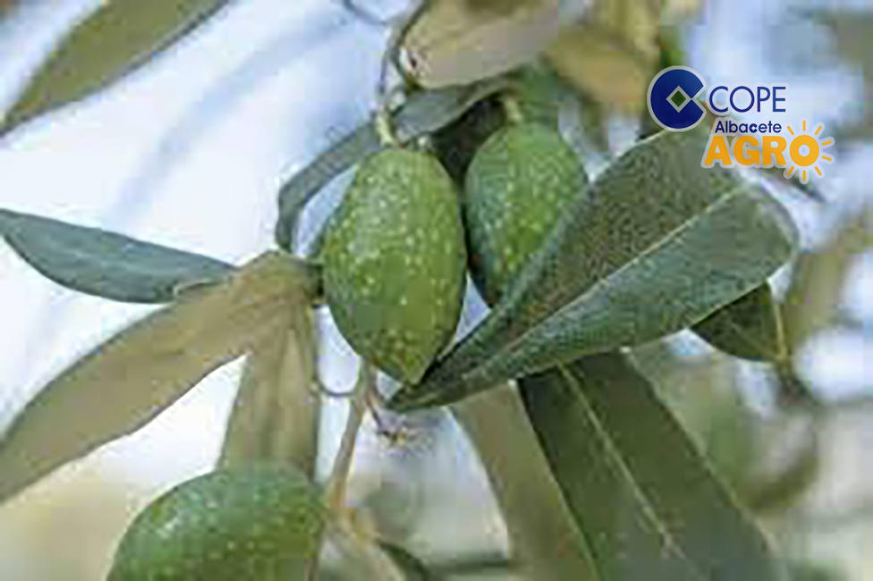olivar-aceituna-cope