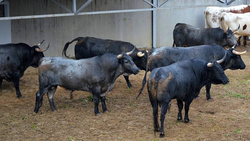 Los toros de José Escolar en los Corrales del Gas de Pamplona