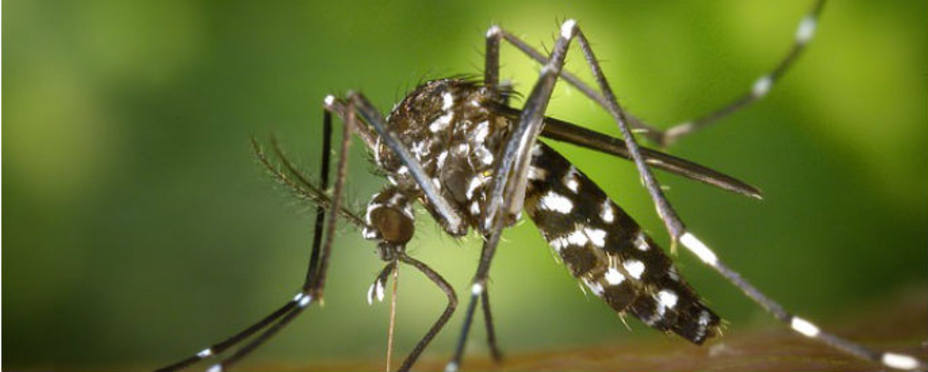 Imagen del mosquito tigre. Pixabay