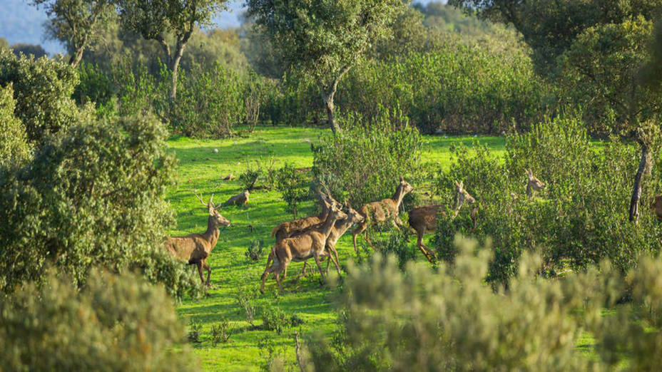 Safari en Extremadura