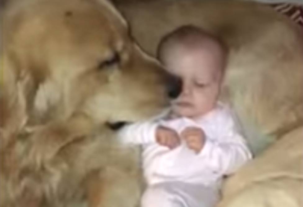Un bebé confunde a un perro gigante con su almohada y lo que pasa entonces deja a todos boquiabiertos