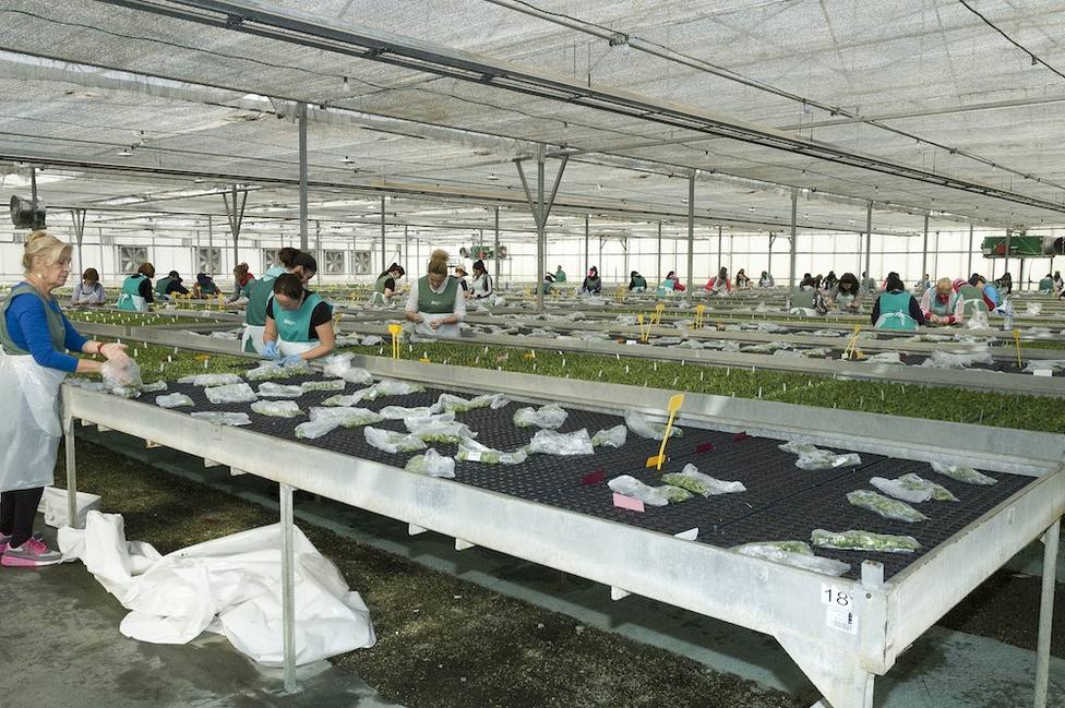 Ayuntamiento solicita al Gobierno ayudas para paliar las consecuencias económicas sobre el sector flor cortada