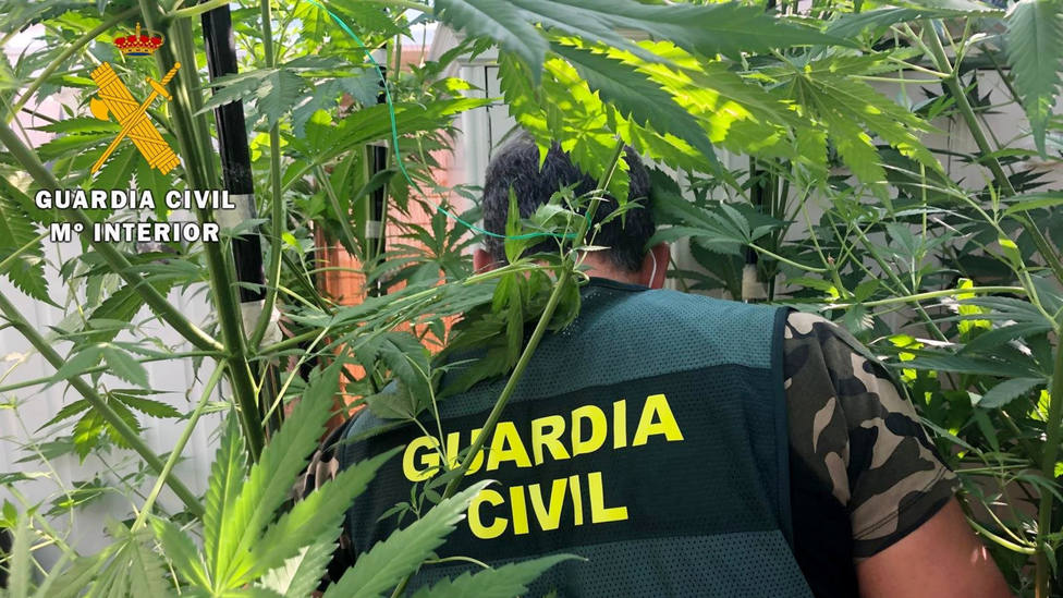 Desmanteladas dos plantaciones de marihuana en Lora del Río
