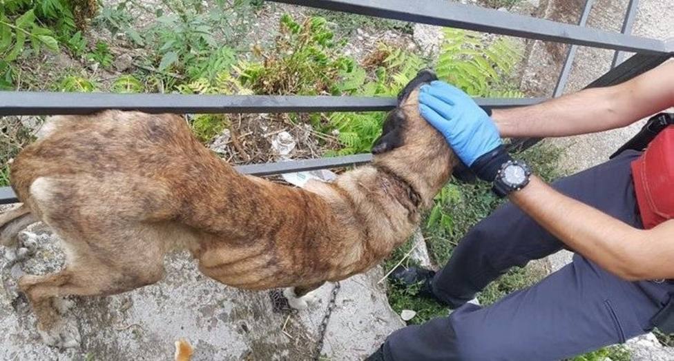 Localizada una perra en Funes con graves heridas en el cuello e imputado su propietario por maltrato