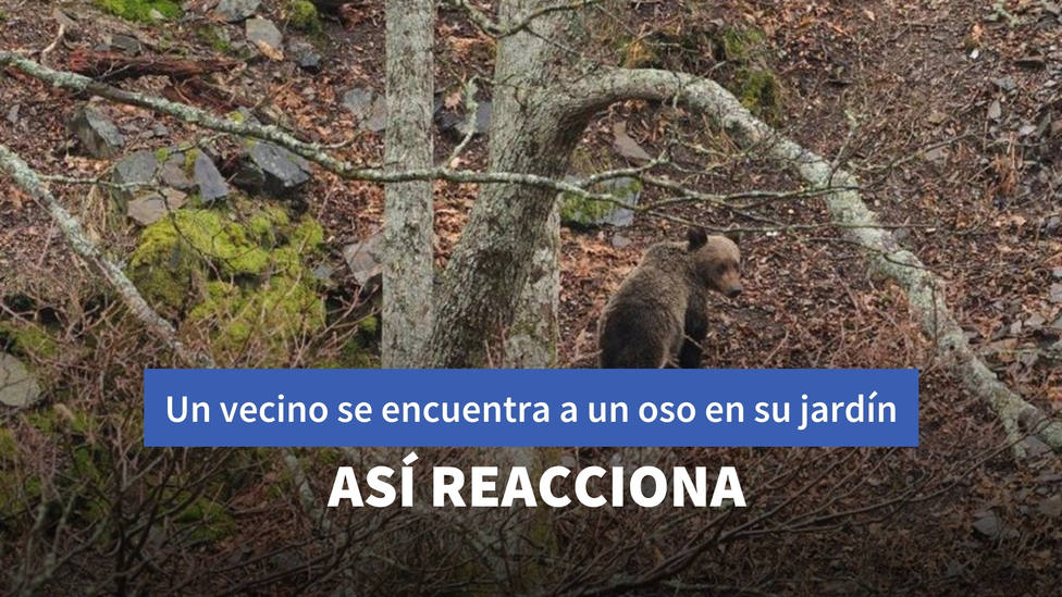 La extraordinaria reacción de un vecino de León tras encontrarse un oso en su jardín